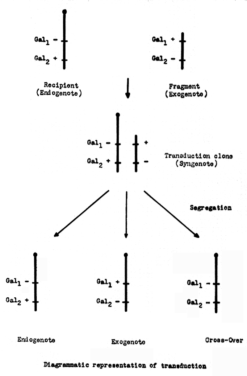 IMGL_00064 Endogenote-ExogenoteTransduction